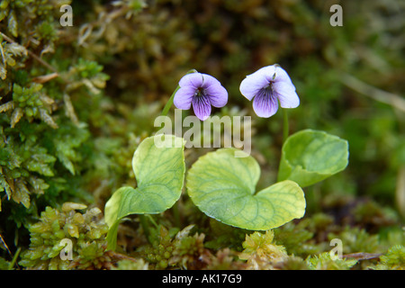 Violette Viola palustris Marsh Banque D'Images