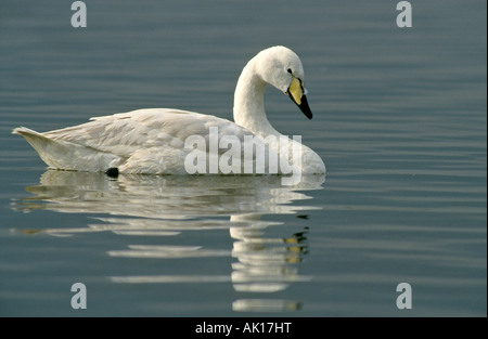 Cygne chanteur Cygnus cygnus natation Welney WWT Angleterre l'hiver Banque D'Images