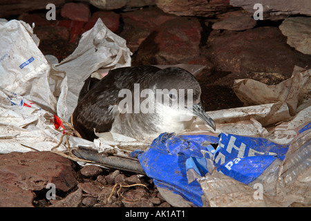 Puffin des Anglais Puffinus puffinus sur son nid skokholm Wales Banque D'Images