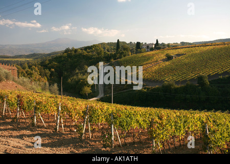 Un vignoble de raisin de Montalcino en Toscane, la maison de célèbre vins brunello au sud de Sienne Toscane Italie Banque D'Images