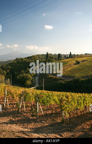 Un vignoble de raisin de Montalcino en Toscane, la maison de célèbre vins brunello au sud de Sienne Toscane Italie Banque D'Images