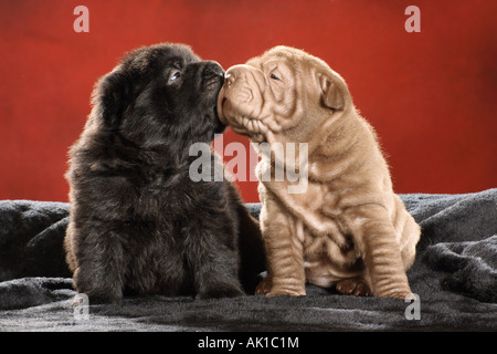 Deux Shar Pei chiots smooching Banque D'Images