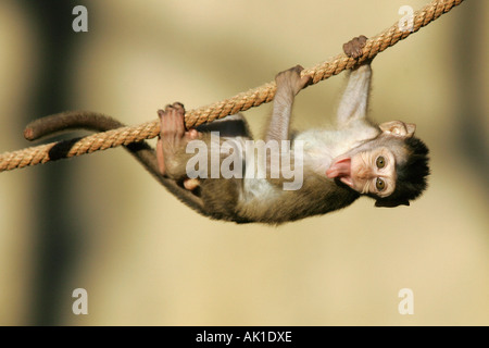 Macaque à longue queue / Langschwanzmakak / Javaneraffe Banque D'Images