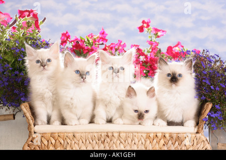 Cinq chats Sacré de Birmanie - chatons - sur canapé Banque D'Images