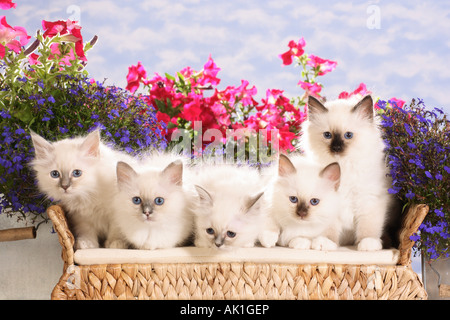 Cinq chats Sacré de Birmanie - chatons - sur canapé Banque D'Images