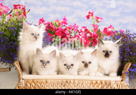 Cinq chats Sacré de Birmanie - chatons - sur canapé Banque D'Images