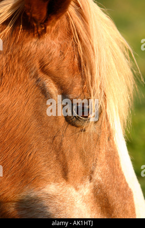 Horse dans l'établissement sun light Banque D'Images