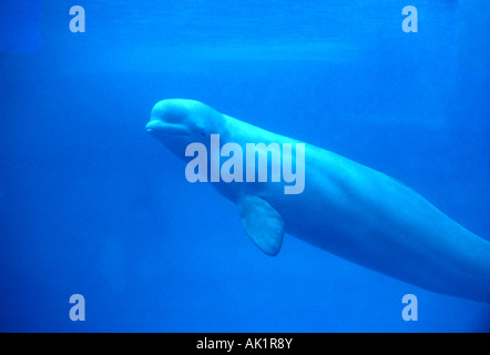 Portrait d'une migration de Béluga (Delphinapterus leucas) dans les eaux glacées au large de l'ouest de l'Alaska Banque D'Images