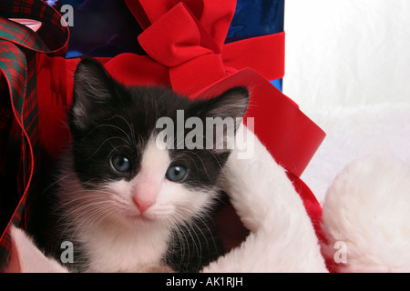 Chaton noir et blanc dans un chapeau de Père Noël entouré de cadeaux de Noël pendant la saison de vacances Banque D'Images