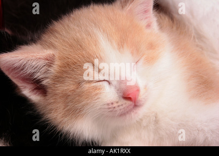 Un tan et blanc chaton dormant Banque D'Images