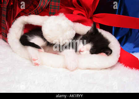 Un noir et blanc kitty cat sleeping in a santa hat à Noël : temps entouré de présente Banque D'Images