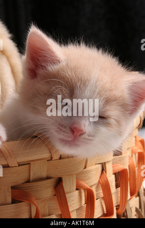 Un tan et blanc chaton bébé dormir dans un panier Banque D'Images