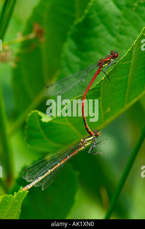 Grandes demoiselles Pyrrhosoma nymphula rouge cornwall accouplement Banque D'Images