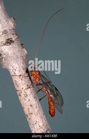 Mouche ichneumon Ophion luteus reesting on twig Cornwall Banque D'Images