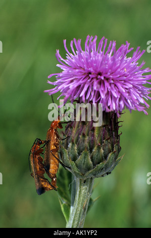 Les coléoptères soldat Rhagonycha fulva accouplement sur un chardon Cornwall Banque D'Images