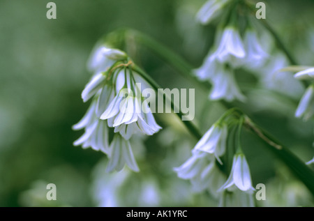 Poireau Allium triquetrum coincé trois printemps Cornwall Banque D'Images