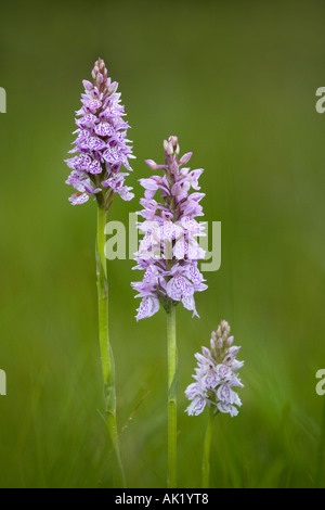 Dactylorhiza maculata heath spotted orchid Cornwall Banque D'Images