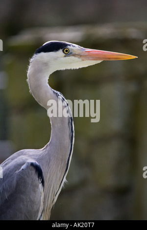 Héron cendré Ardea cinerea close up Cornwall Banque D'Images