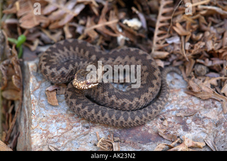 Vipère Vipera berus young snake Cornwall Banque D'Images