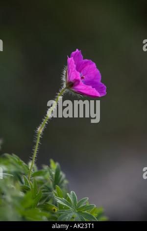 Géranium sanguin Geranium sanguineum montrant hariy cornwall souches Banque D'Images