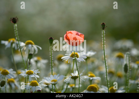 Papaver rhoeas coquelicot commun dans la matricaire inodore camomille Tripleurospermum inodorum cornwall d'été Banque D'Images