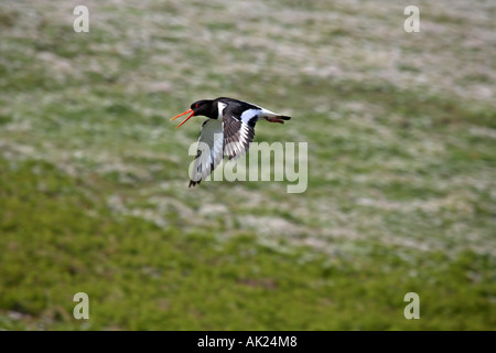 Huîtrier pie Haematopus ostralegus en vol et appelant skokholm Wales Banque D'Images