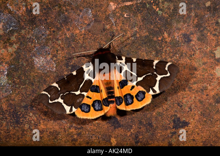 Jardin Tiger Moth Arctia caja summer Cornwall Banque D'Images