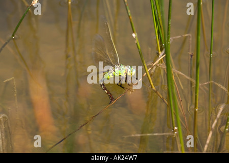 L'empereur libellule Anax imperator femelle sur tige de roseau Cornwall Banque D'Images