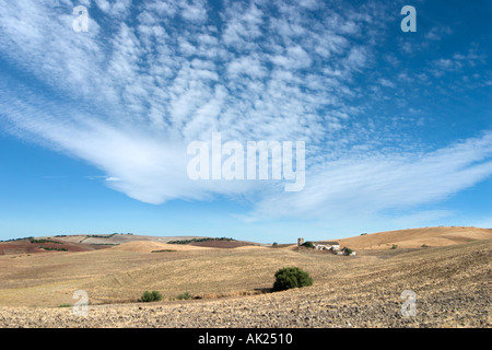 Paysage rural dans la région de Ronda, Andalousie, Espagne Banque D'Images