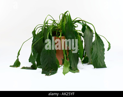 La plante saine Banque D'Images