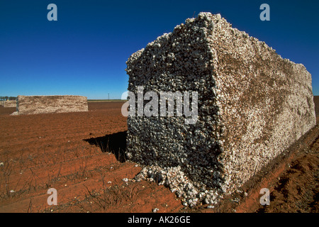 Balles de coton récolté dans la zone Needmore Texas USA genre Gossypium famille des Malvacées Banque D'Images