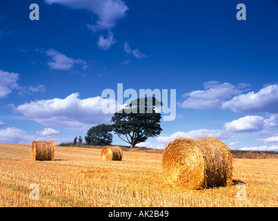Bottes de foin dans un champ, Denby Dale West Yorkshire Banque D'Images