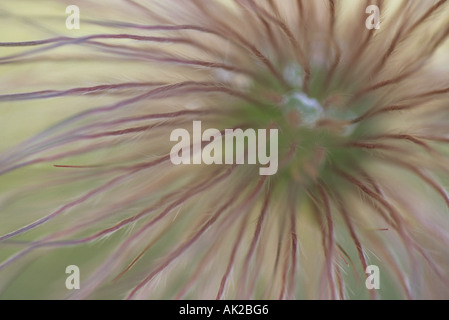 Pulsatilla vulgaris Banque D'Images