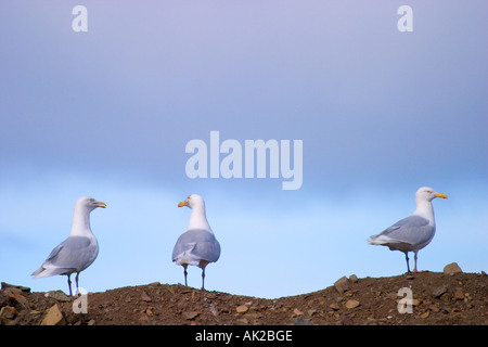 Trois goélands bourgmestres - Larus hyperboreus, Longyearbyen, Svalbard, Norvège Banque D'Images