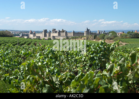 Vue éloignée à travers les vignobles de la Cite de Carcassonne (cité médiévale, bastide), Aude, Languedoc, France Banque D'Images