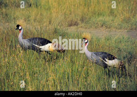 Une paire de grues couronnées de Maasai Mara, Kenya. Banque D'Images