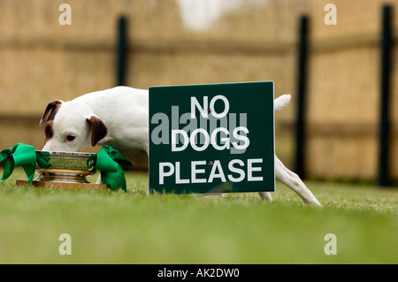 Jack Russel terrier puppy boire d'une trophy derrière un signe PAS DE CHIEN Banque D'Images