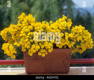 Lady's Slipper / le Calceolaria integrifolia Banque D'Images