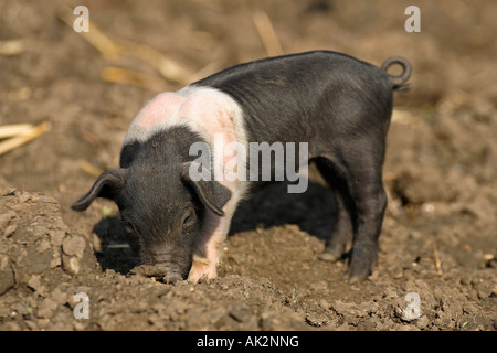 Freerange British Saddleback Piglet - Oxfordshire, UK Banque D'Images