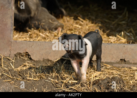 Freerange British Saddleback Piglet - Oxfordshire, UK Banque D'Images