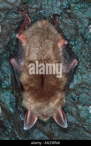 Une plus grande chauve-souris de la souris (Myotis myotis) en hibernation. Banque D'Images