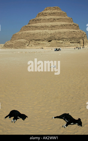 Trois chiens errants allonger au soleil en face de la pyramide de Djoser (Zoser), Saqqara, Egypte Banque D'Images