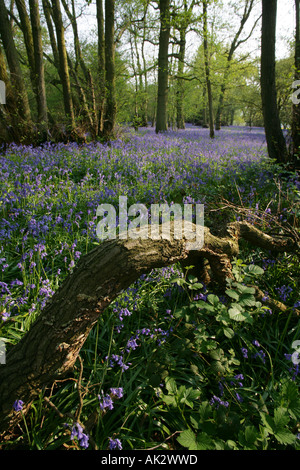 Bluebells (Endymion non scriptus) dans un bois près de West Bergholt, Essex, Angleterre, Royaume-Uni Banque D'Images