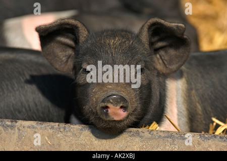 Freerange British Saddleback Piglet - Oxfordshire, UK Banque D'Images