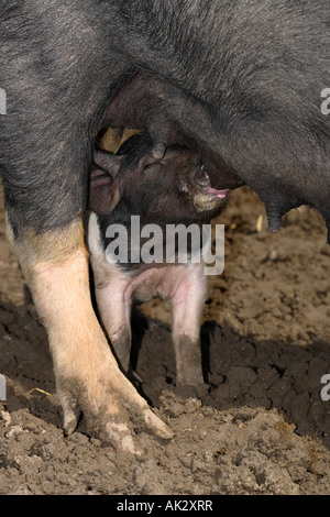 Freerange British Saddleback Alimentation porcelets - Oxfordshire, UK Banque D'Images