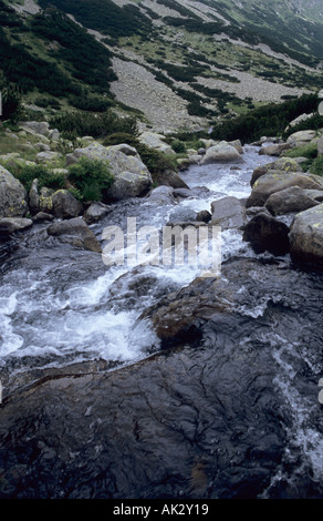 Rivière de montagne Valjavica dans Parc national de Pirin Bulgarie Banque D'Images