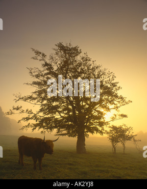 Vache Highland et d'arbres qui se découpent dans la brume contre soleil levant. Stirling, Stirling, Scotland, UK Banque D'Images