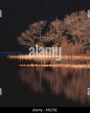 Loch Chon près de Aberfoyle, les Trossachs, Stirling, Scotland, UK Banque D'Images