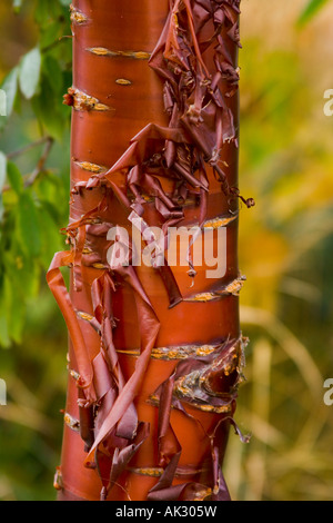 L'écorce de bouleau merisier Peeling sur arbre, Banque D'Images
