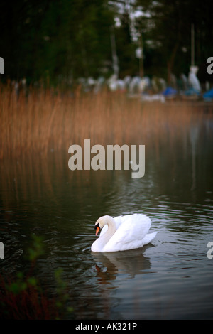 Cygne sur le lac Windermere, Bowness-on-Windermere, parc national de lake district. UK Banque D'Images